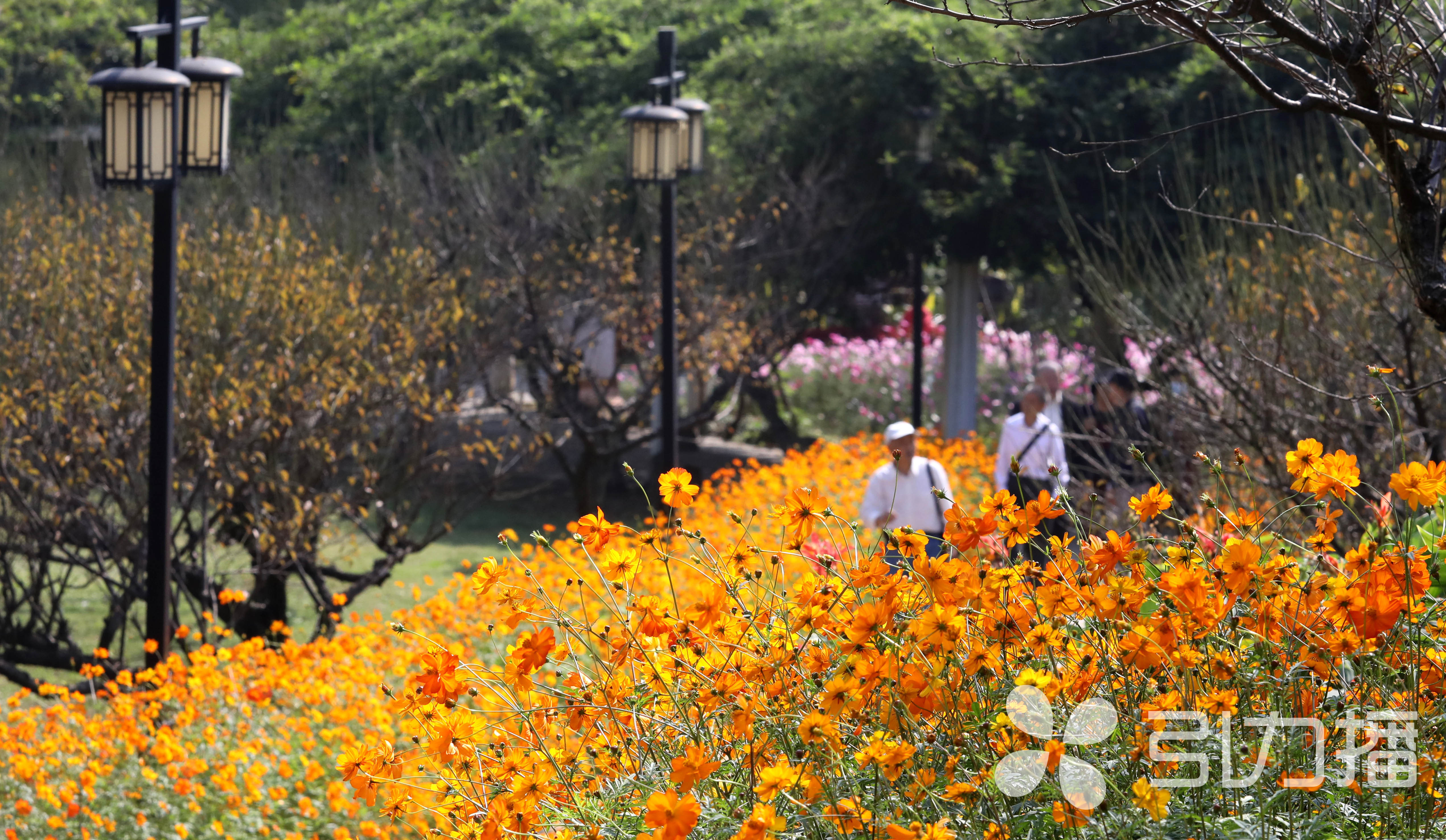 秋花争艳植物园