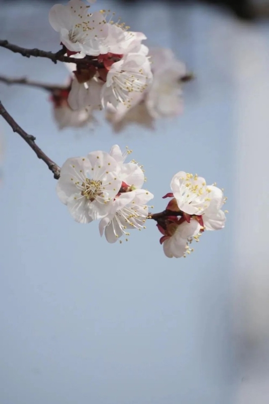 今天2024苏州花展（上方山百花节）开幕！(图1)
