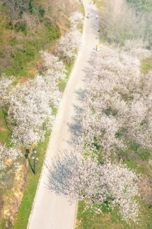 今天2024苏州花展（上方山百花节）开幕！(图2)