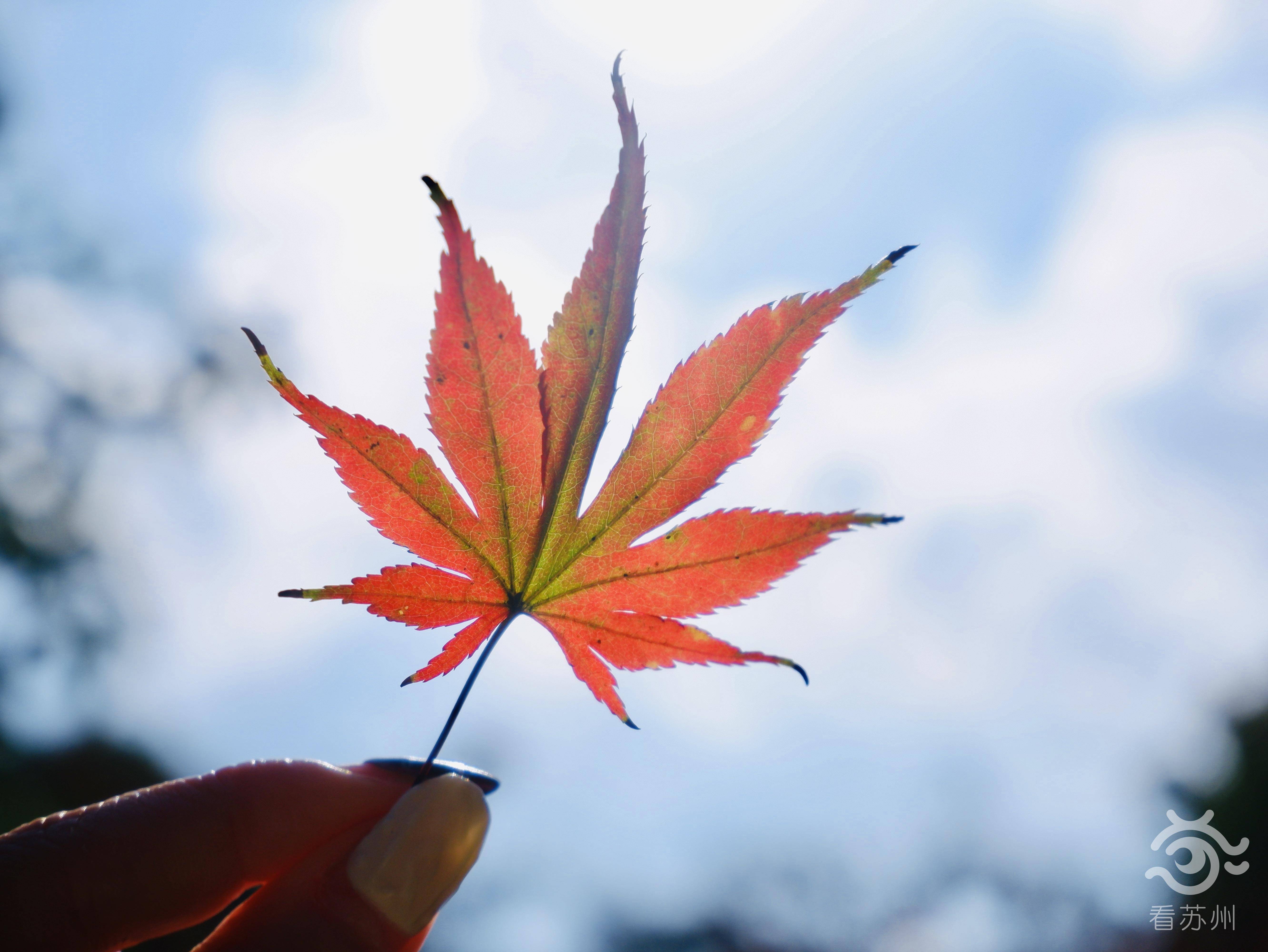 “枫”景独好!苏州地铁直达的精致赏枫地曝光~