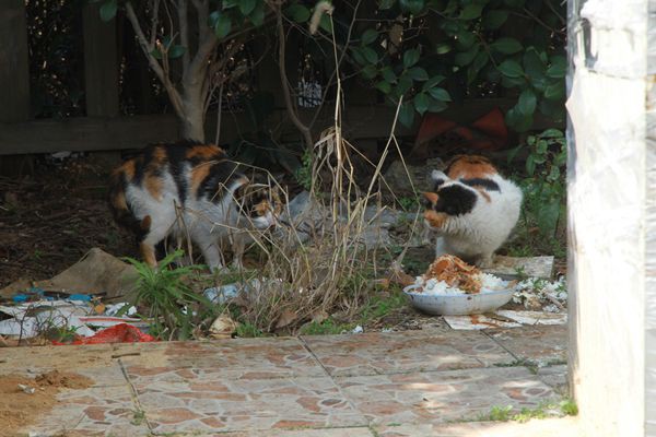 IMG_6223_副本.jpg
