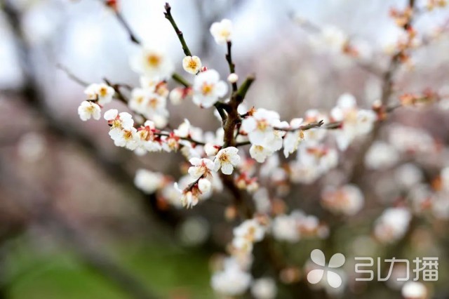 赏梅正当时！苏州市植物园“山寺梅花始盛开”-名城苏州新闻中心