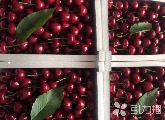 樱桃苗批发市场最新动态