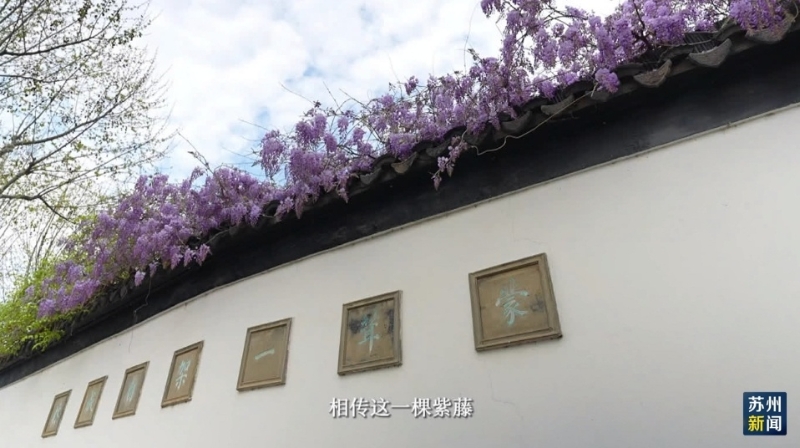 江苏苏州:清明假期首日 苏州旅游“花”样多 -名城苏州新闻中心