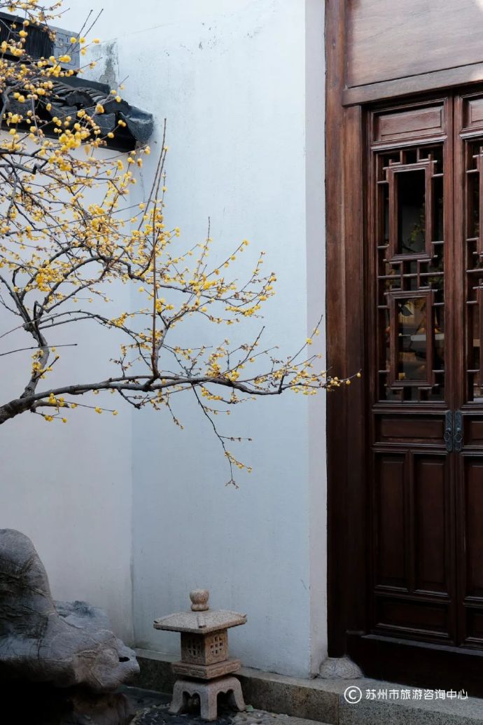 苏州这些蜡梅观赏地,带你邂逅绝美冬日---姑苏城 igusu