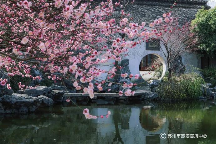 2月赏花预告,苏城又香了!---姑苏城 igusu