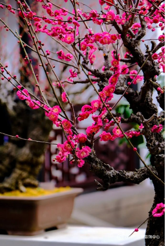 狮子林探梅,来场古韵园林中的诗意芬芳之旅---姑苏城 igusu