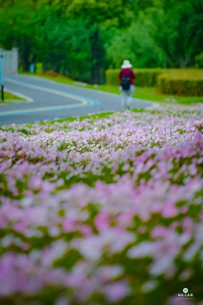 虎丘湿地花海上线!这片“花花世界”等你打卡---姑苏城 igusu