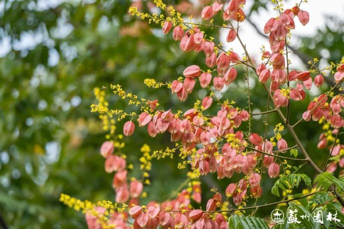 花漾苏州丨栾树花开秋意来(内含赏花地图)-名城苏州新闻中心